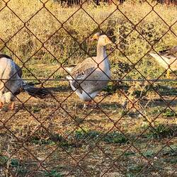 Mother Goose?