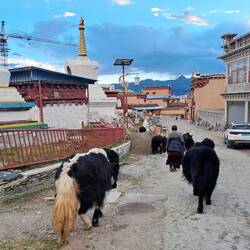 Yaks beim Stadtspaziergang