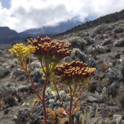 Floral colors are available, too!