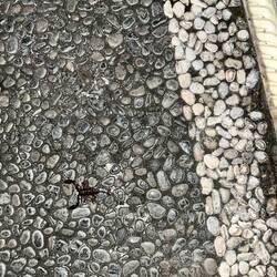 Noch einen lieben Skorpion vor dem Ertrinken im Pool gerettet