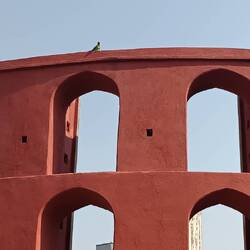 Mantar Jantar mit grünem Papagei