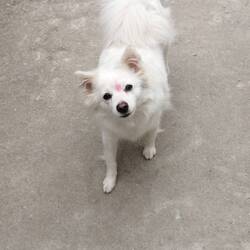 Hund mit drittem Auge