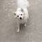 Hund mit drittem Auge