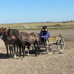 Unusual 3-horse team