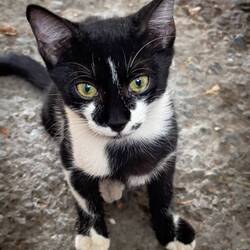 Yes ... the kitty cat got a small share of the döner, too — Kemeraltı, İzmir.