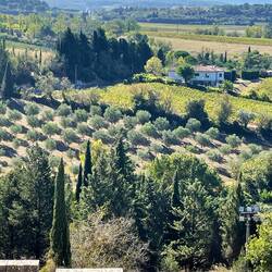 Olive Groves