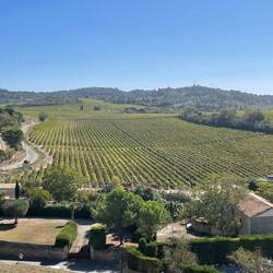 Lots of vineyards outside the Cité de Carcassonne