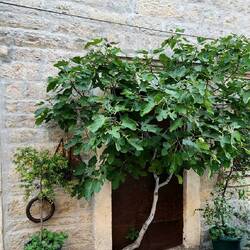 Fig tree in the doorway!