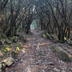 My path