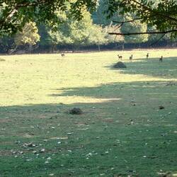 Bilderbuchlichtung im Wald... Voller Rehe