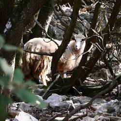 Das Schaf hat keine Ohrmarken - Wildschaf