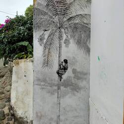 Las palmas más altas del mundo