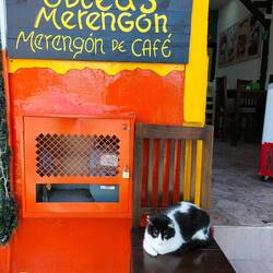 Un gato llamado Timoteo
