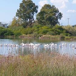 HIER LEBEN HUNDERTE VON FLAMINGOS