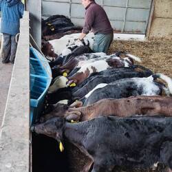 Die Kälbchen ziehen ordentlich an