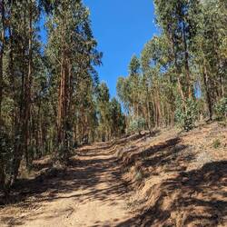 KM über KM Eukalyptus-Wälder