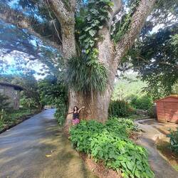 Oldest tree in Western Cuba.