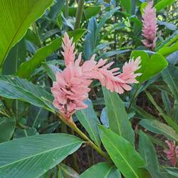 Pink ginger