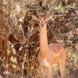 Giraffengazelle(Gerinuk)