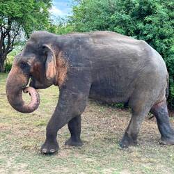 The massive bull elephant who stared down our jeeps.