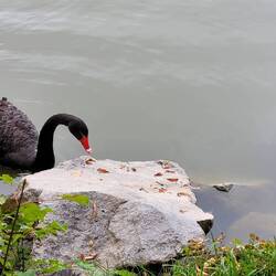 Schwäne im Schwanenteich