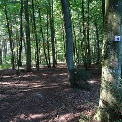 Ein schönes Waldstück wird durchwandert