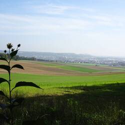 Blick zurück auf Donauwörth