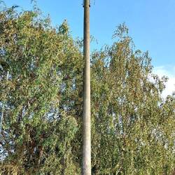 Storchennest vor einem Privathaus...