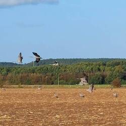 Wir sahen heute hunderte von Kranichen!
