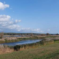 Großer Schilfgürtel parallel zur Oder!