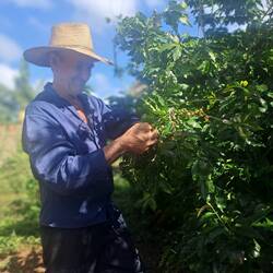 Orlando picking his coffee beans.