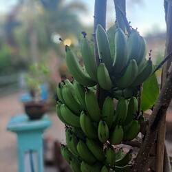 Bananas grown out side my door.
