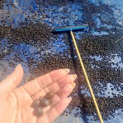 Coffee needs to dry out in sun .