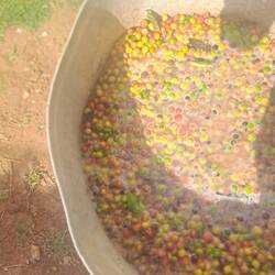 Soak the coffee bean for 2/3 days.