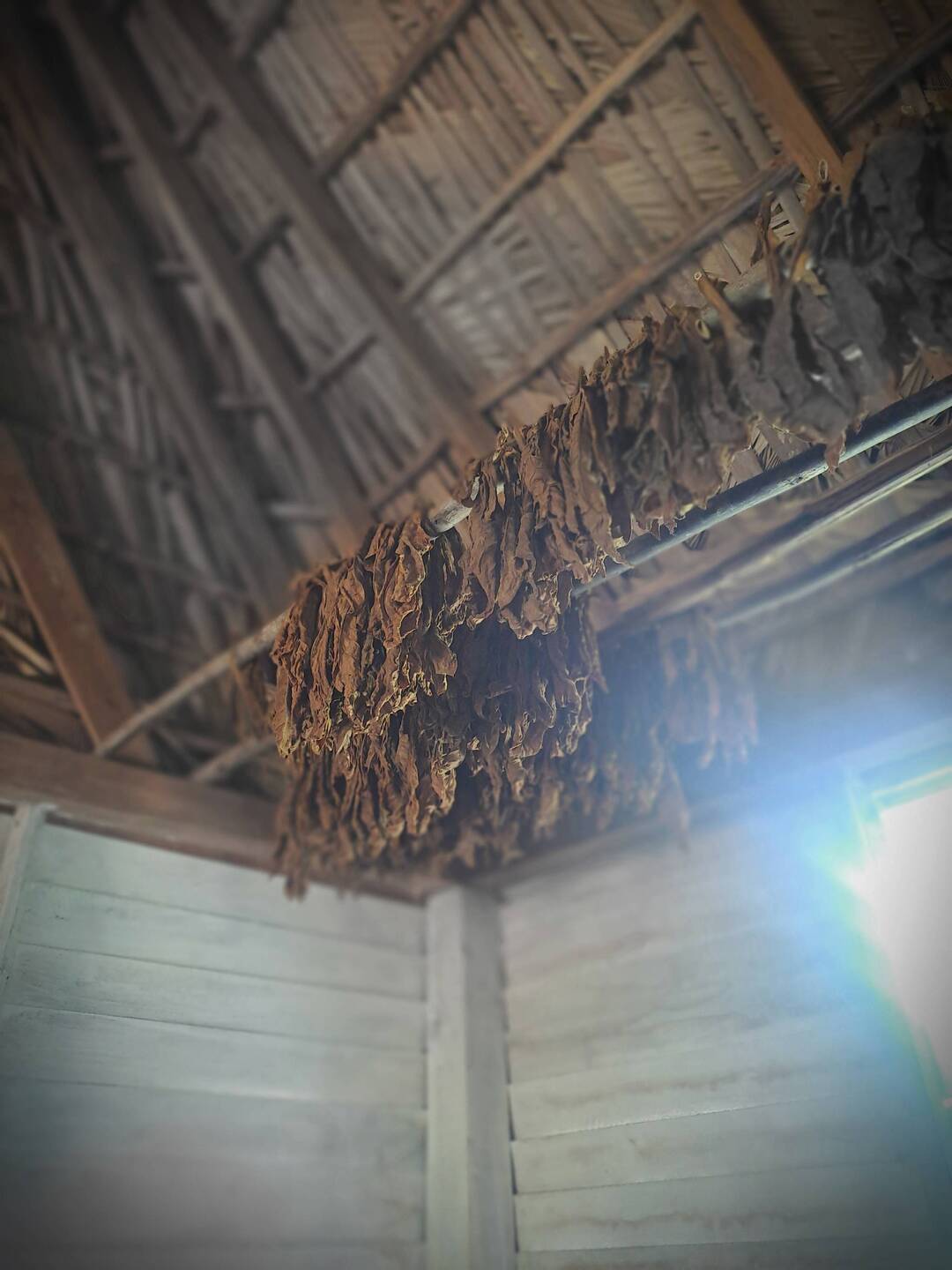 Leaves picked and dried. Top/middle/end of leaf determines price point. Picked and left 2 dry.