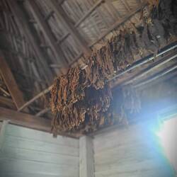 Leaves picked and dried. Top/middle/end of leaf determines price point. Picked and left 2 dry.