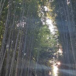 Arashiyama bamboo grove