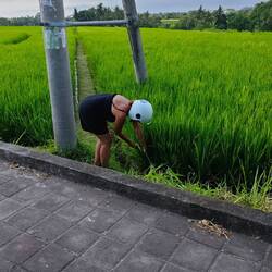 Calimero bei der Reisernte 🤭