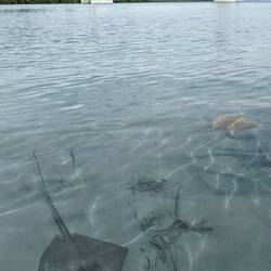 Absoluter Zufall, das plötzlich noch ein Stachelrochen vorbei kam. 🤩