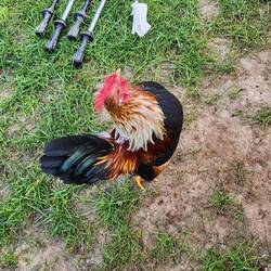Tiny rooster.