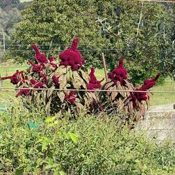 "fuck you" plant😁
