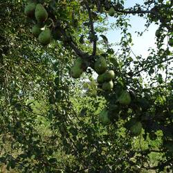 Obstbäume am Wegesrand tragen Früchte