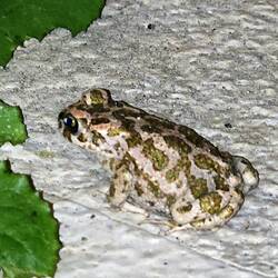A flock of these Green Toads darted out of our way on the walk home. Didn't squish any!