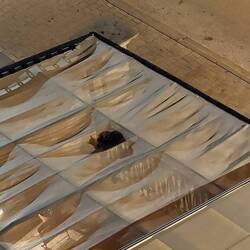 Cat on the patio shade cloth. Like a hammock 🤣