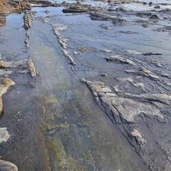 180mio Jahre alter fossiler Wald aus der Jura Zeit in Curio Bay