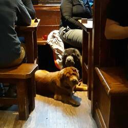 We love seeing so many dogs in pubs. This is the Boots pub.