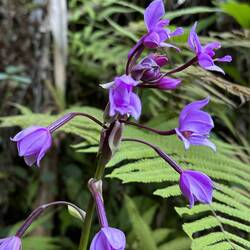Orchideen am Wegrand