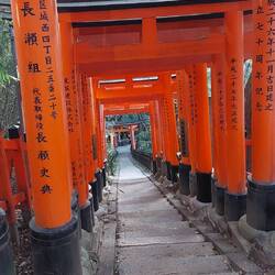 Orange Torii gates