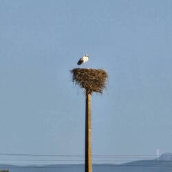 Stork at the nest