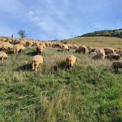Shepherd up the back with his sheep